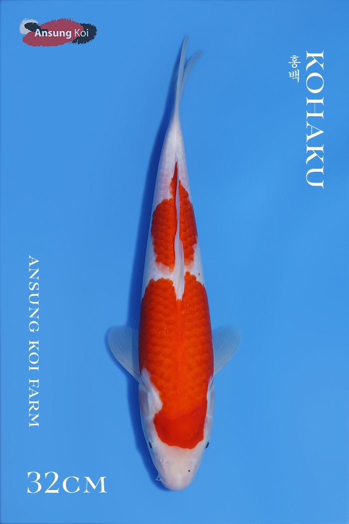홍백 32cm