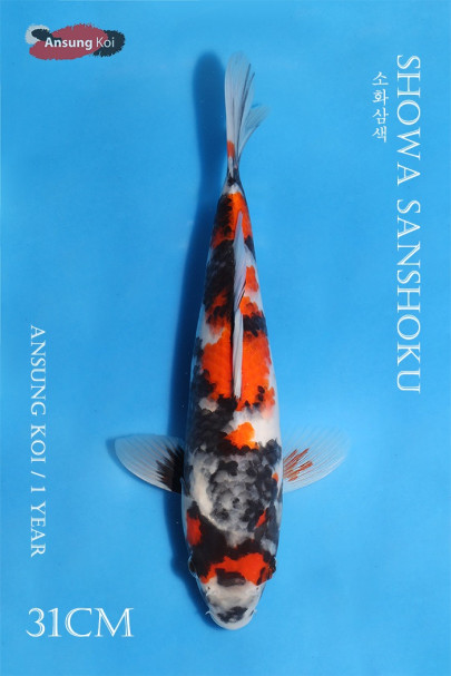 소화삼색 31cm