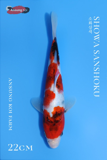소화삼색 22cm