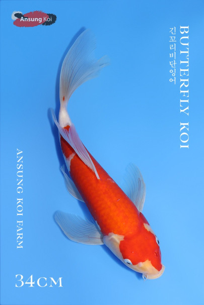 2025/3/21 이벤트어 홍백 버터플라이코이 34cm