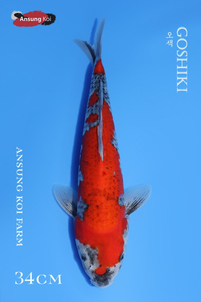 2025/3/21 이벤트어 오색 34cm