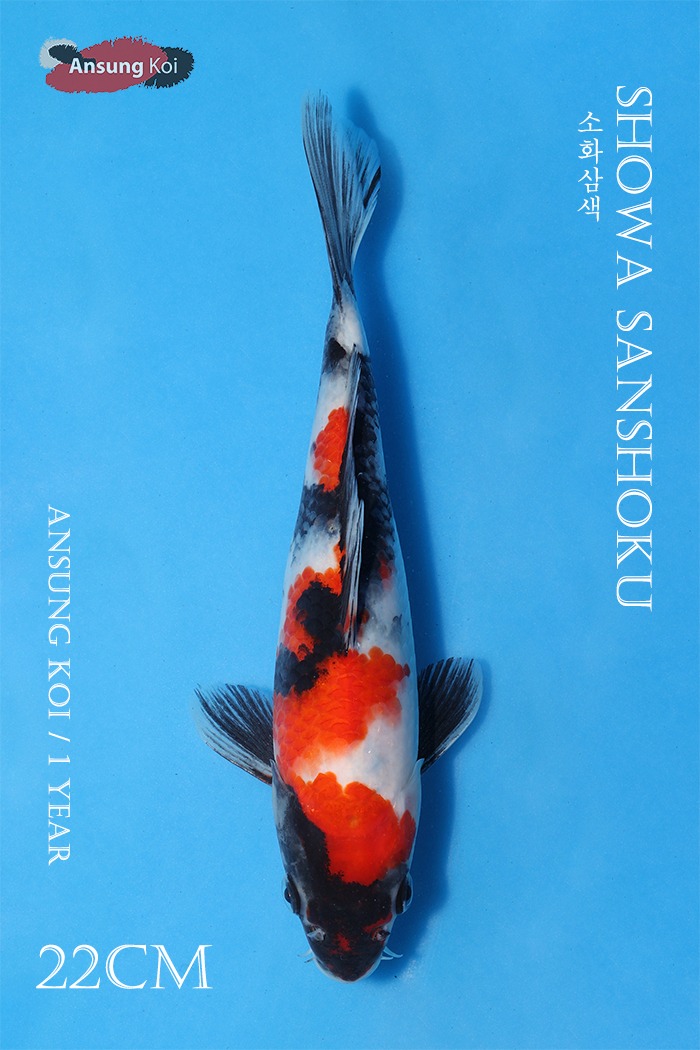 소화삼색 22cm