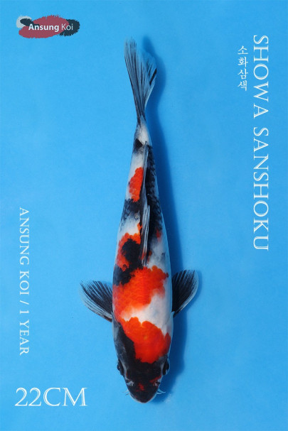 소화삼색 22cm