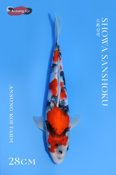 소화삼색 28cm