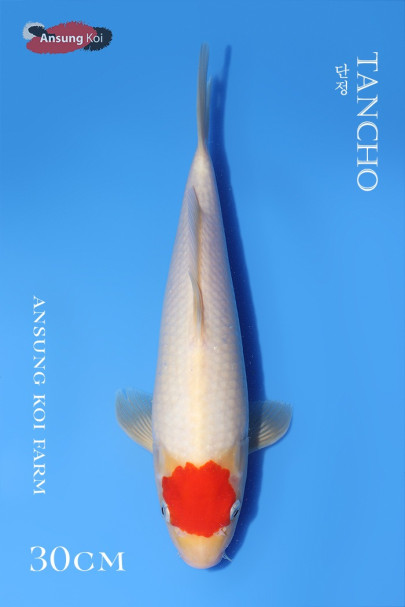 단정 30cm