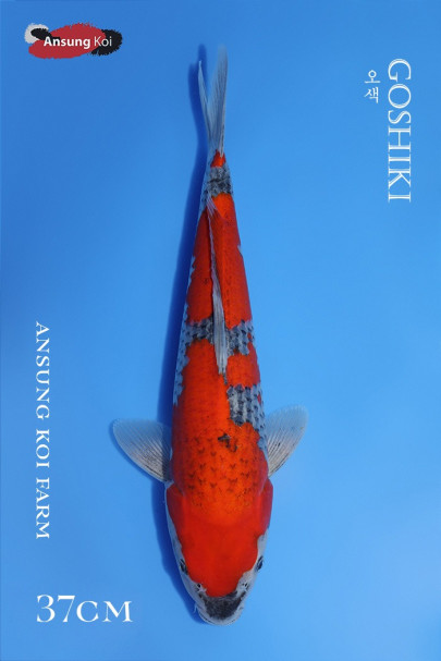 2025/3/21 이벤트어 오색 37cm