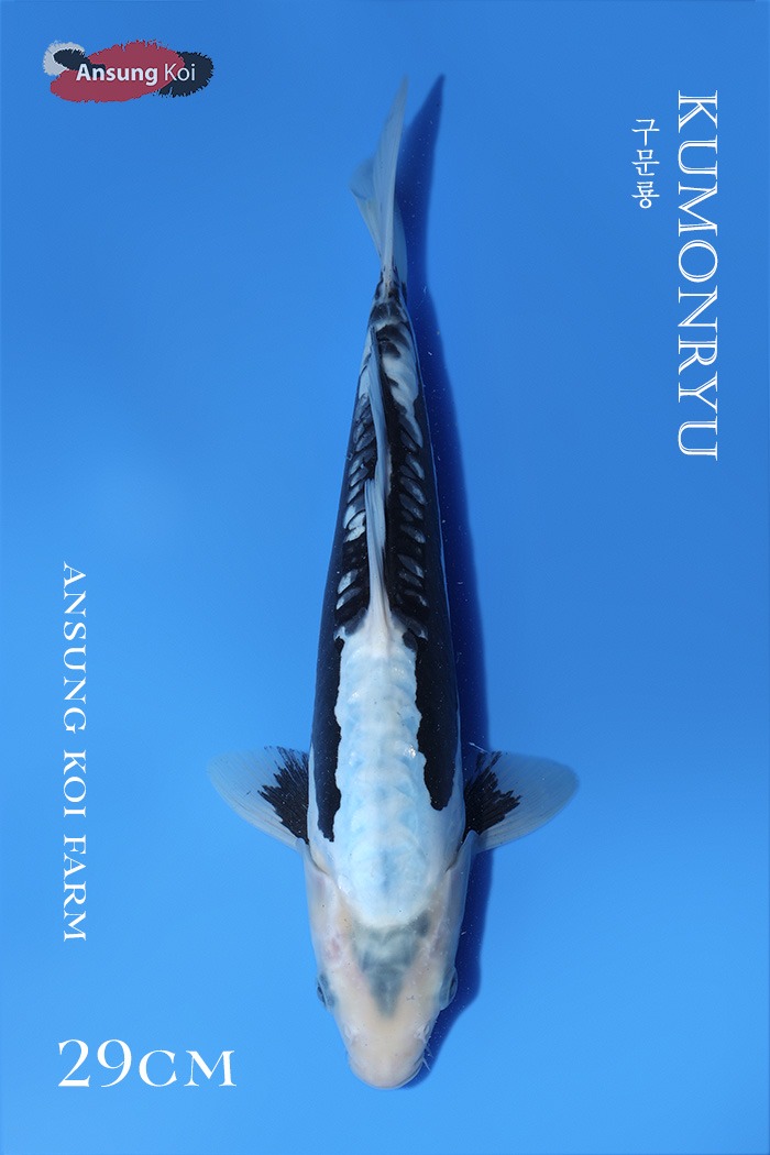 구문룡 29cm
