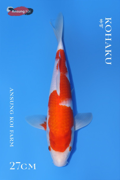 홍백 27cm