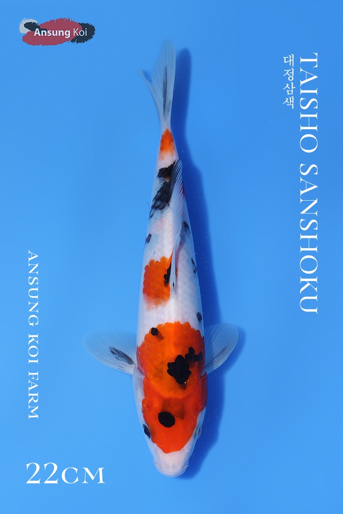 대정삼색 22cm