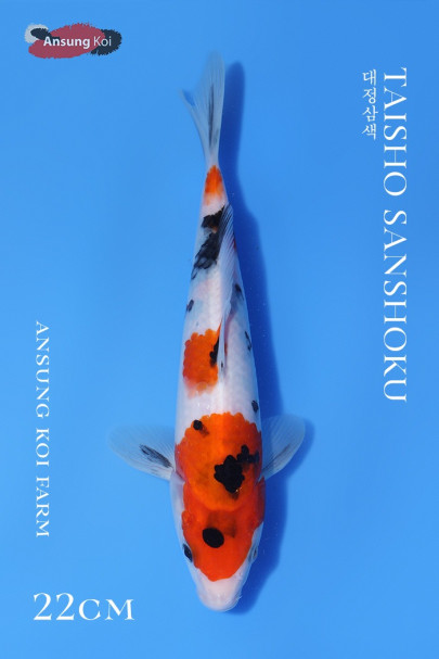 대정삼색 22cm