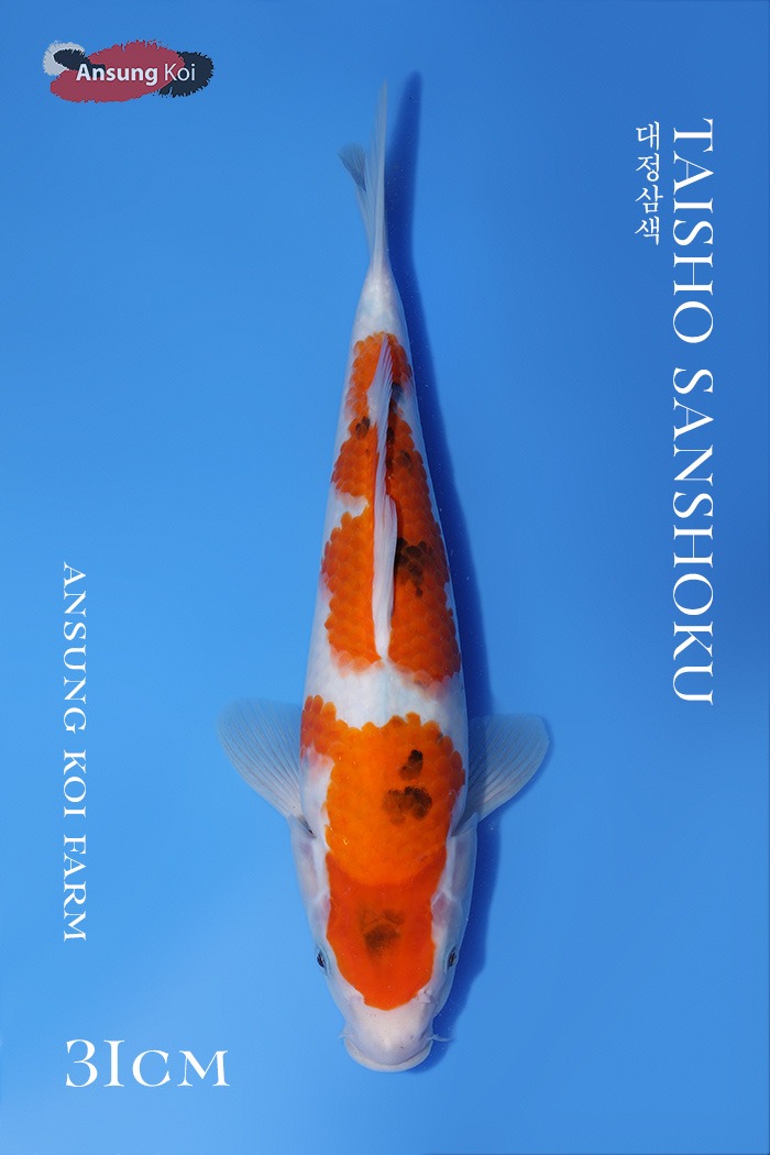 대정삼색 31cm