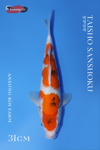대정삼색 31cm