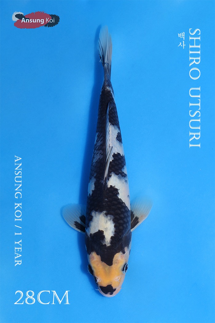 백사 28cm