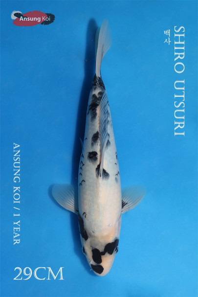 백사 29cm