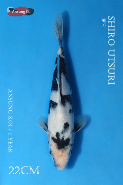 백사 22cm