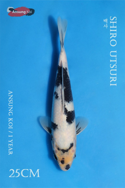 백사 25cm