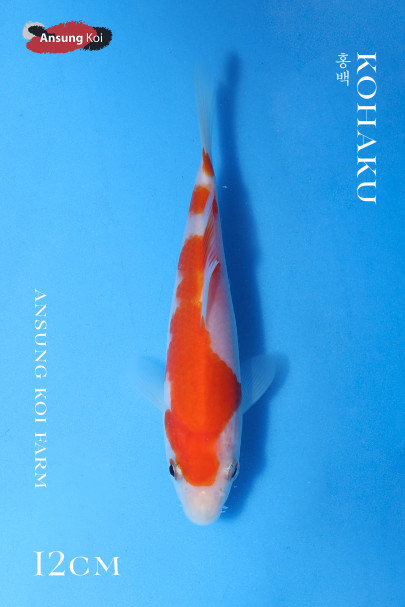 2025/3/21 이벤트어 홍백12cm