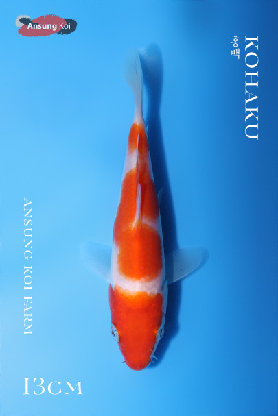 홍백13cm