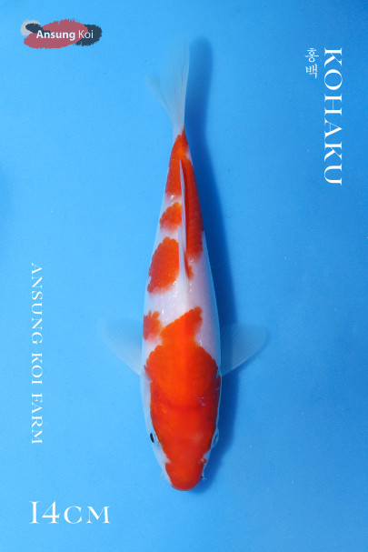 홍백14cm