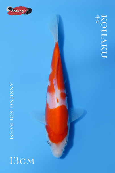 홍백13cm