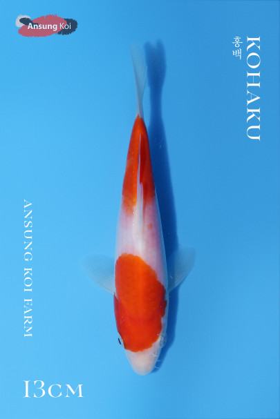 홍백13cm