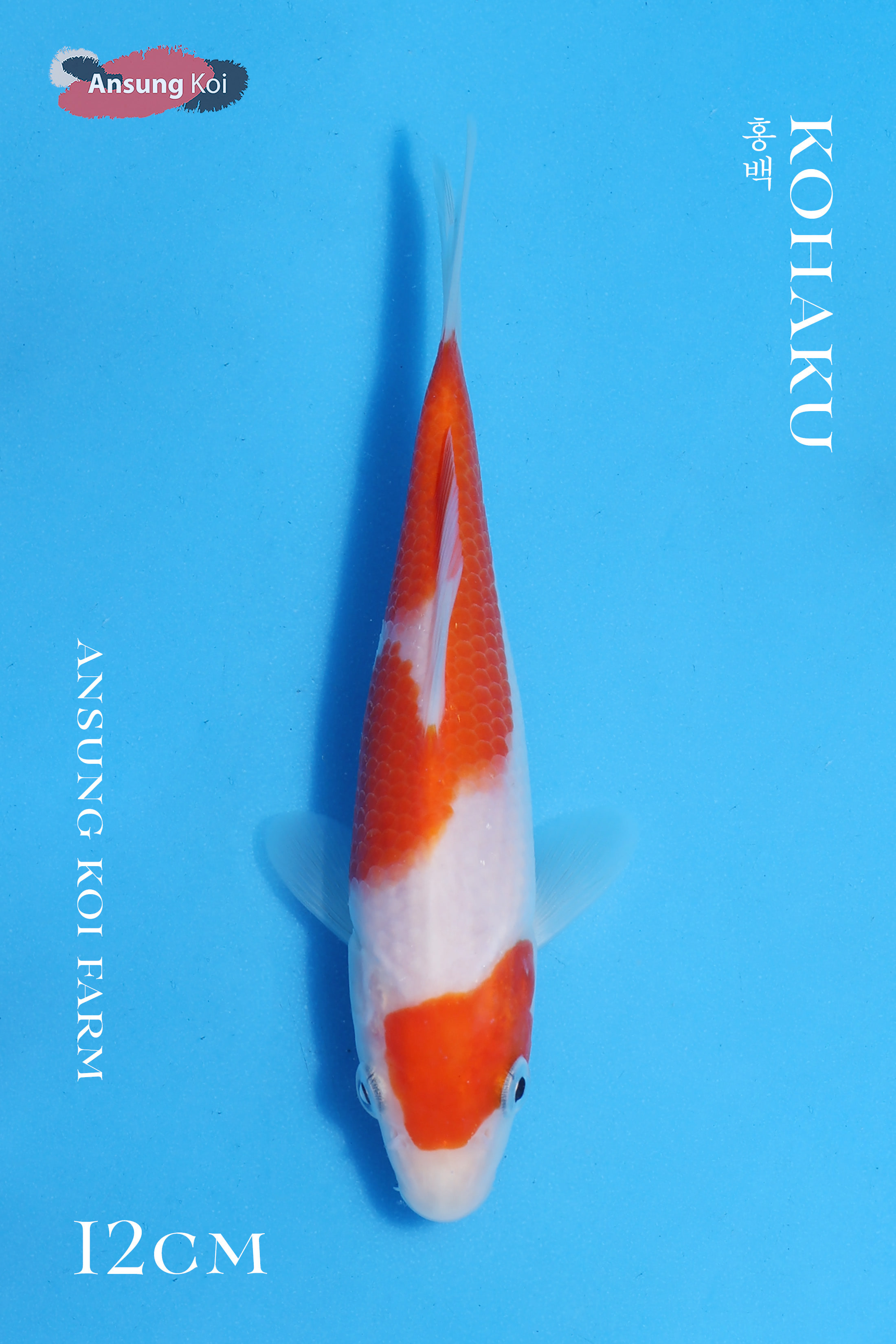 홍백12cm