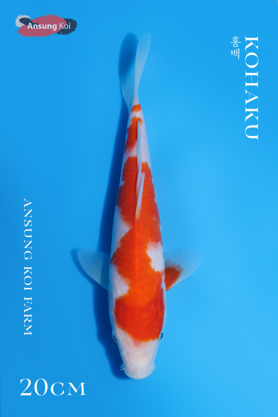 홍백20cm