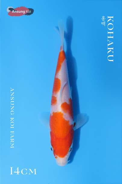 홍백14cm