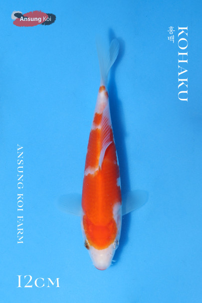 2025/3/21 이벤트어 홍백12cm