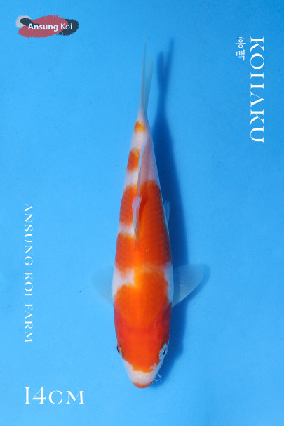 홍백14cm
