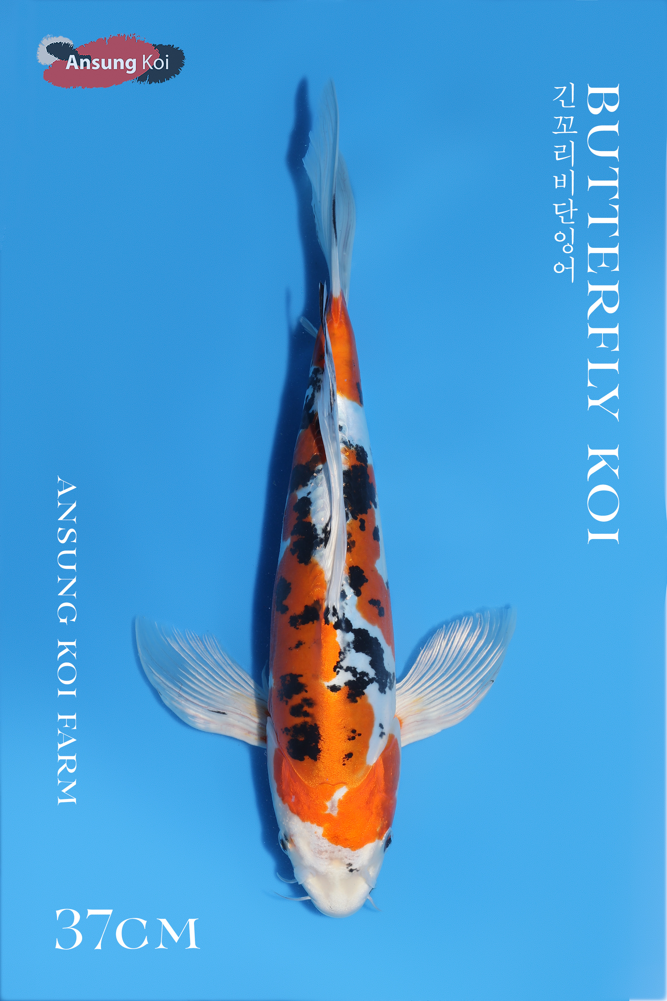 야마토니시키 버터플라이코이37cm