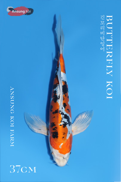 야마토니시키 버터플라이코이37cm