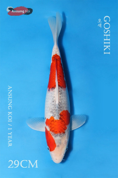 오색 29cm