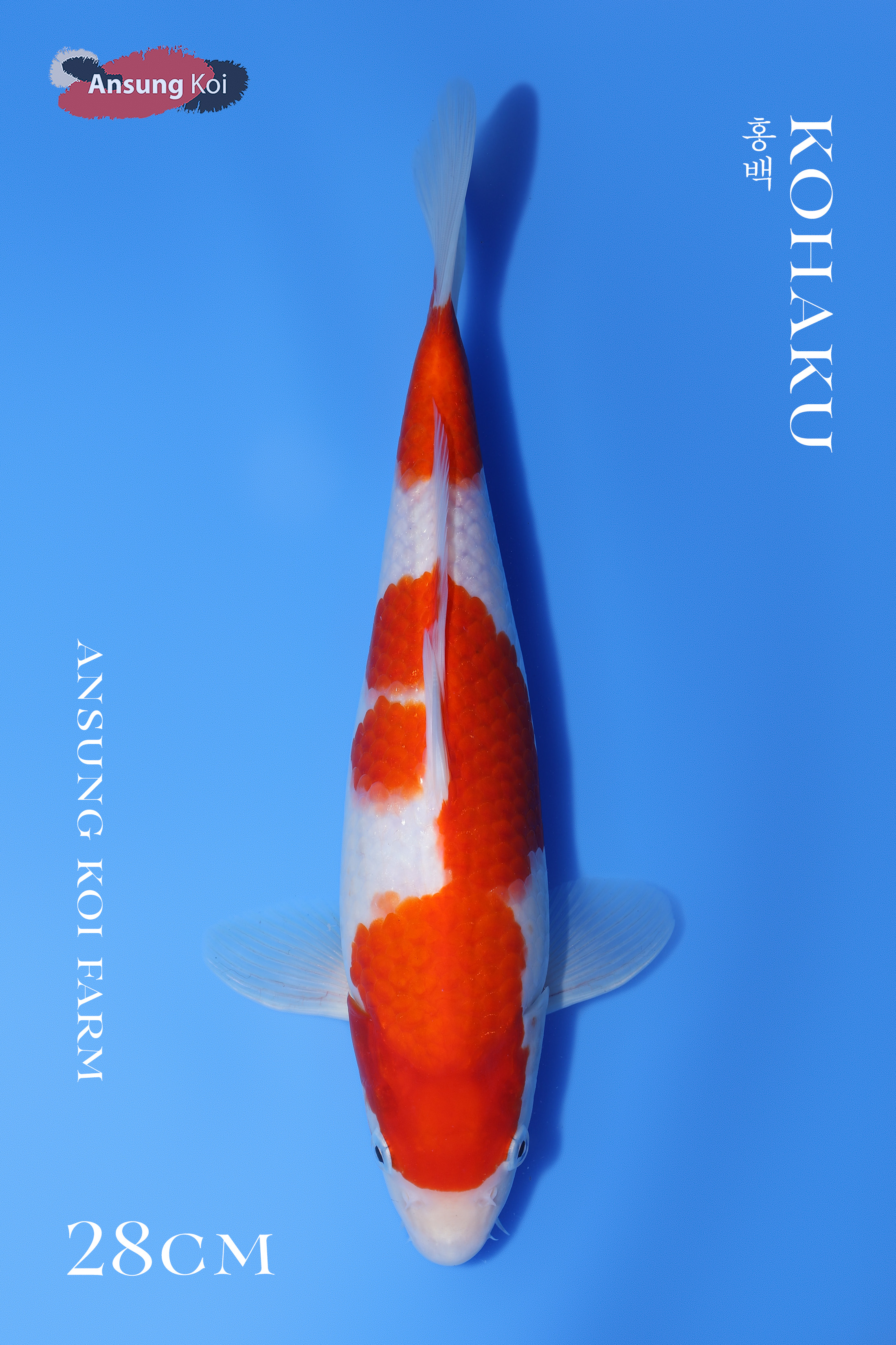 홍백28cm