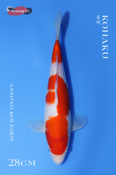 홍백28cm