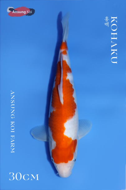 홍백30cm