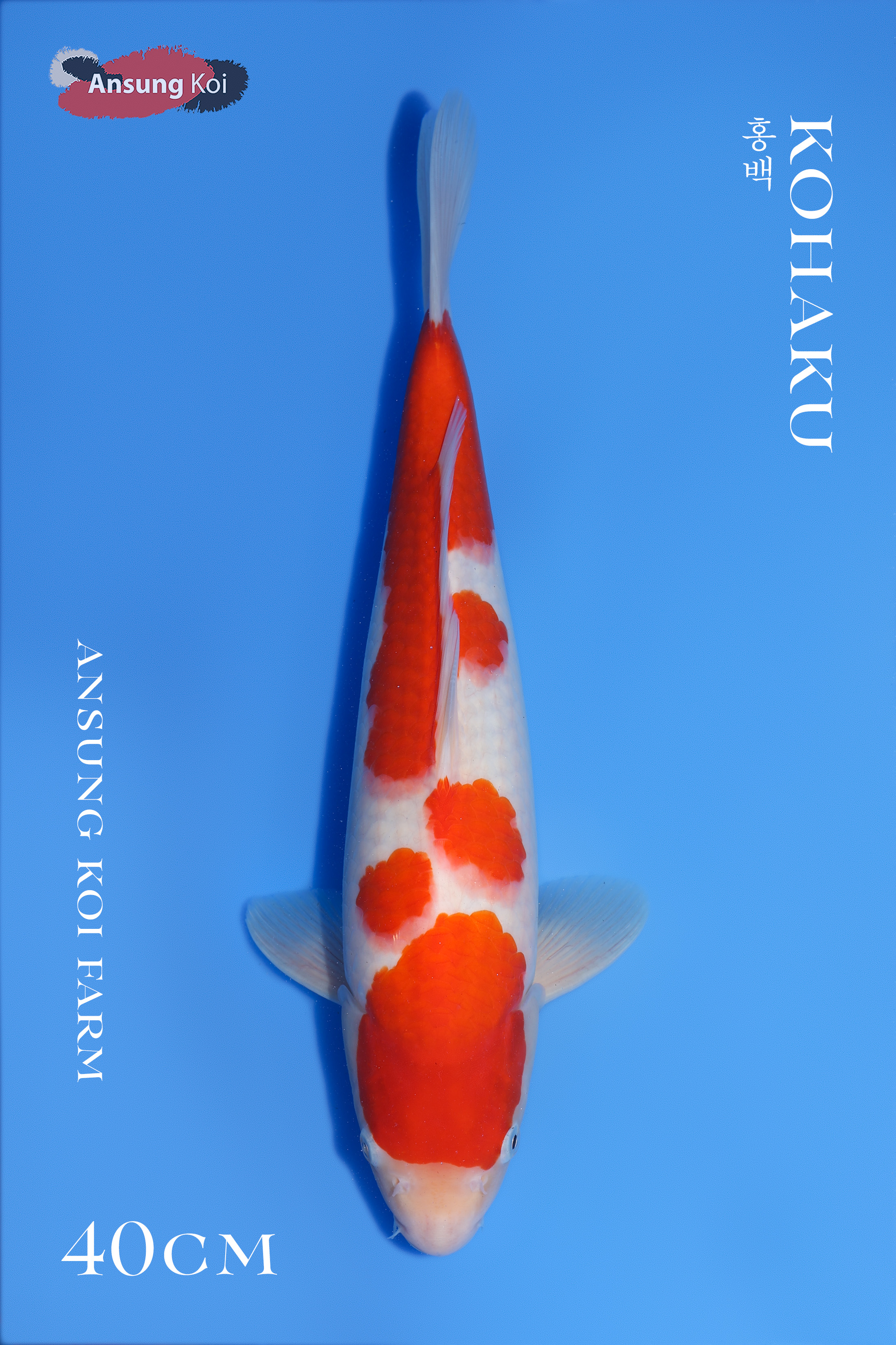 홍백40cm