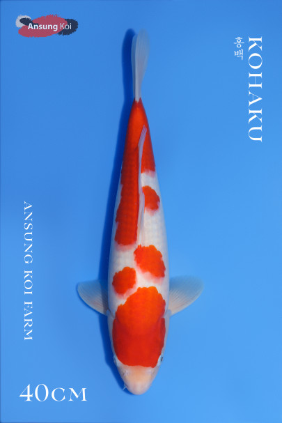 홍백40cm