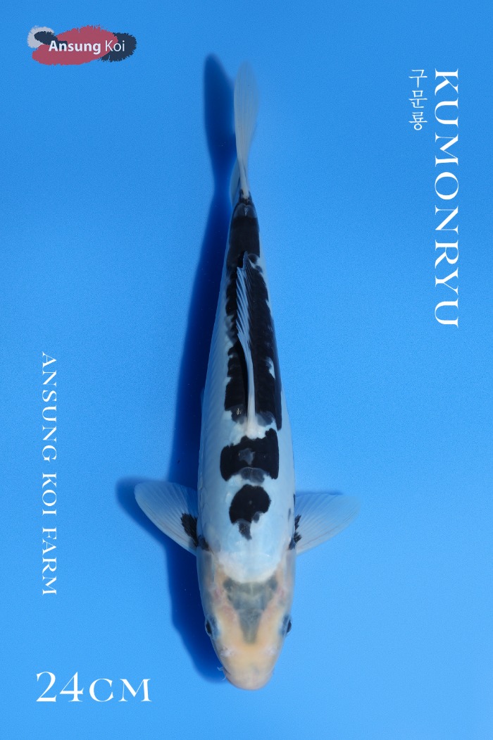 구문룡24cm