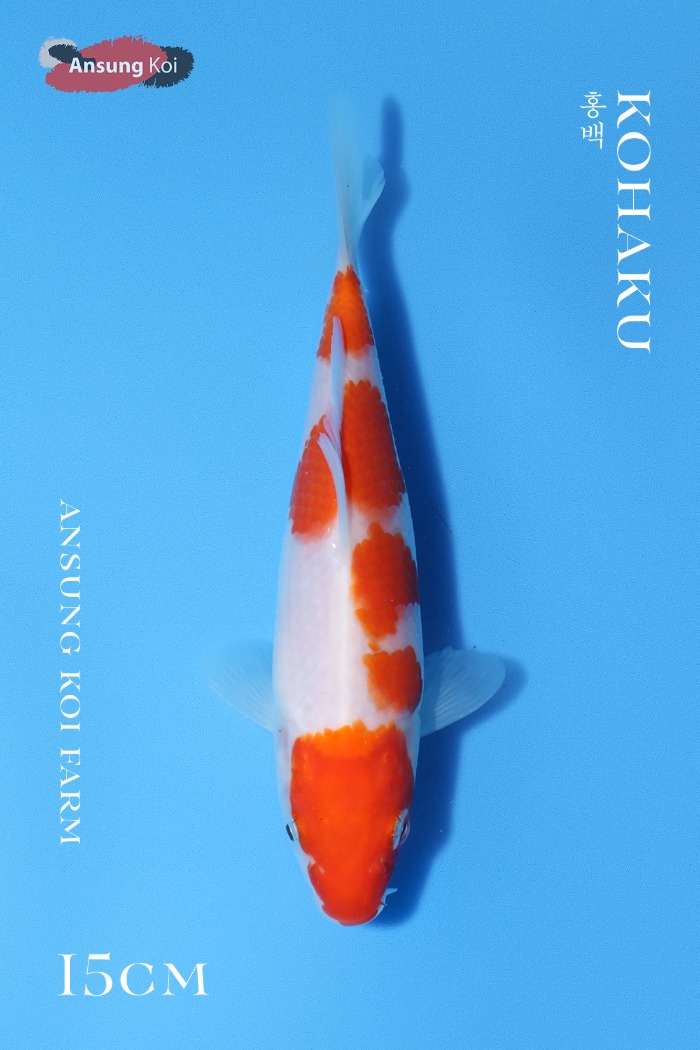 홍백 15cm