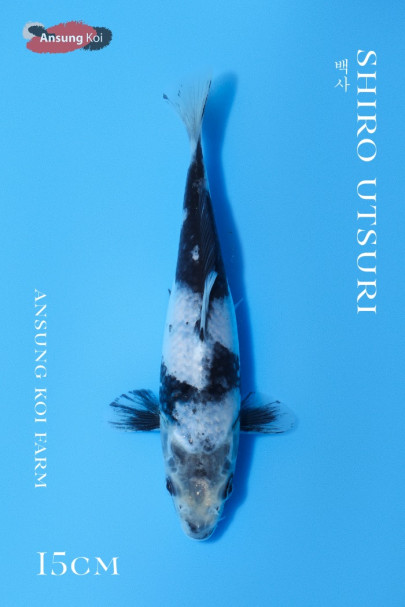 백사 15cm