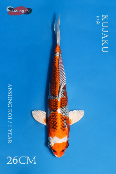 공작 26cm