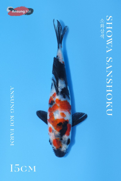 소화삼색 15cm