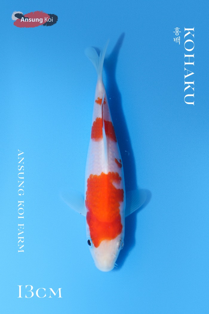 홍백 13cm