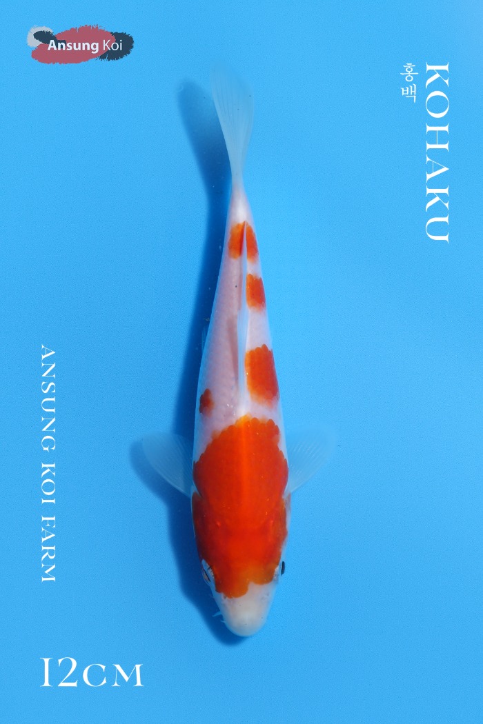 홍백 12cm