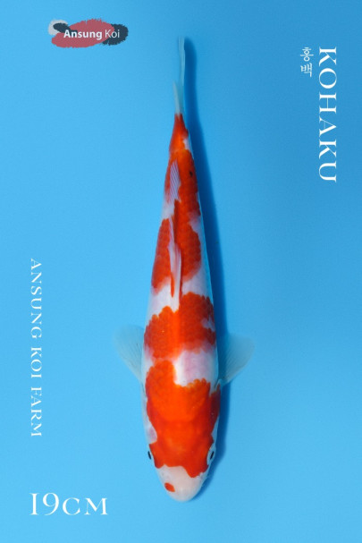 홍백 19cm