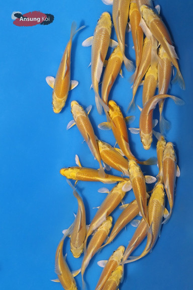 황금비단잉어 A급 12cm 전후, 15cm 전후