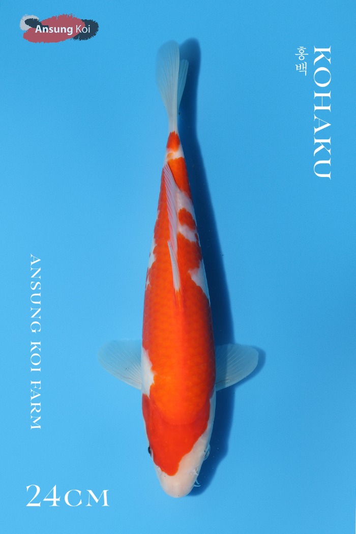 홍백 24cm
