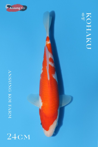홍백 24cm