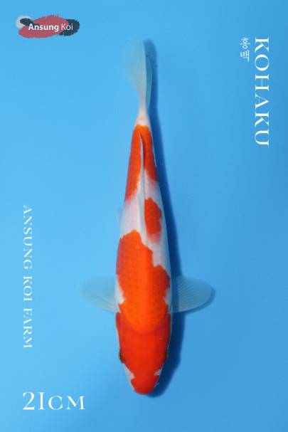 홍백 21cm